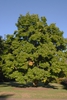 Magnolia denudata