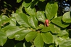Magnolia denudata