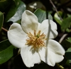creamy white flowers 6 tepals