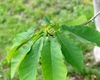 Magnolia fraseri
