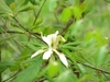 Single large white flower borne on leafy branches.