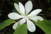 Large white flower with many tepals.
