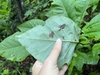 hand turning a leaf over to reveal the glaucous underside.