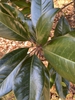Magnolia grandiflora 'Hasse'