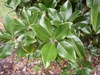 'Claudia Wannamaker' Leaf