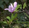 Open saucer like flower with branch with lenticels.