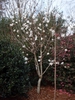 Magnolia x loebneri