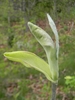 Magnolia ashei