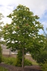 Magnolia macrophylla Form