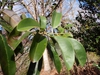 Magnolia maudiae