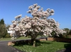 Magnolia x soulangiana