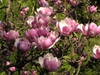 Magnolia x soulangiana