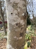 Magnolia 'Butterflies'