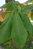 Magnolia tripetala