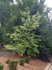 Magnolia virginiana