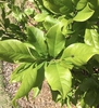 'Ann' leaves, spring, Durham County, NC