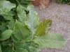 Simple leaves.