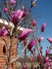 Large pink, tulip-shaped flowers on bare branches.