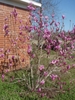 Shrub with large pink, tulip-shaped flowers on bare branches.