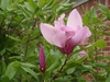 Large pink, tulip-shaped flowers on bare branches.
