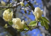 Tree with emerging leaves & pale yellow goblet-shaped flowers.