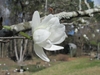 'Spring Snow' cultivar with snow white petals