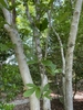 Magnolia x loebneri "Leonard Messel'