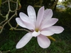 Magnolia x loebneri "Leonard Messel'