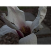 Close up of flower