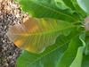 Leaf Closeup - Buncombe Co., NC