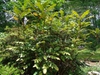 Mahonia bealei