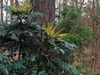 Mahonia bealei
