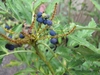Round purple-blue berries