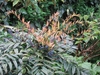 Compound leaves with reddish new growth