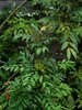 Green compound leaves