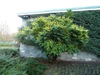Form
