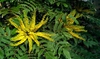 Leaves and flowers