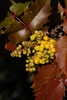 Mahonia aquifolium