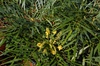 'Soft Caress' Flower and Leaf