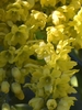 Yellow blossoms with six waxy petals , six sepals