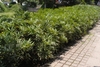Shrubs planted as a hedge