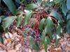 Mahonia gracilis
