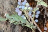 Round blue berries
