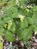 Maianthemum racemosum