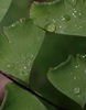 close-up of water droplets on water-repellent foliage