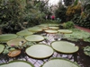 Victoria 'Longwood Hybrid'