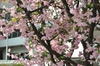 Malus halliana