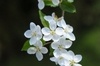 Malus hupehensis