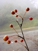 Malus hupehensis