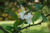 Malus hupehensis